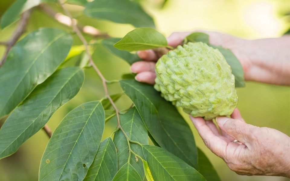Custard Apple Nutritional Information