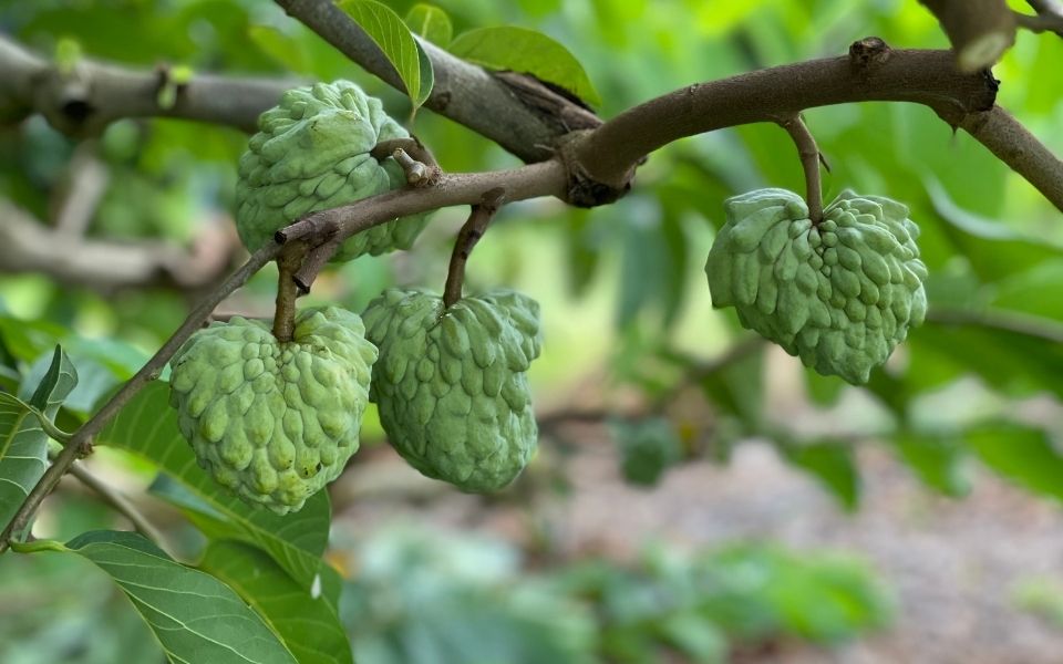 Photo: Custard Apples growing on a tree