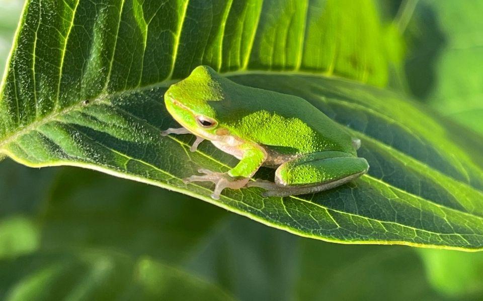 Photo: A common green tree frog on a custard apple tree leaf - both are common to growing areas suitable for custard apple farming